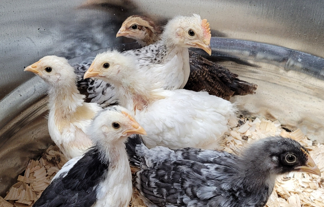 The Golden Girls and Baby&nbsp;Chicks